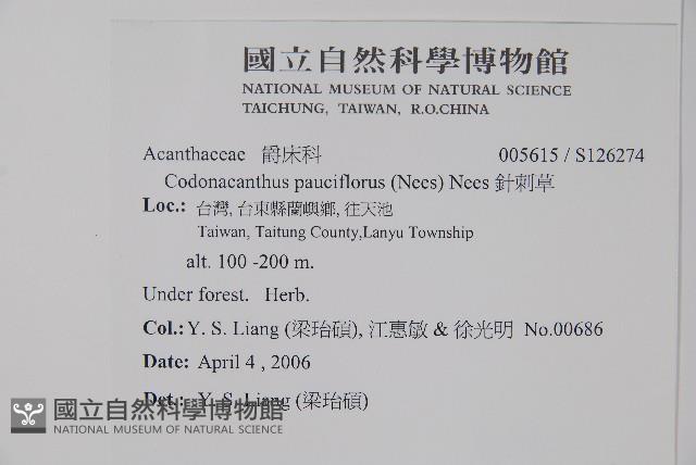 針刺草藏品圖，第2張