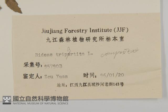 狼把草藏品圖，第3張