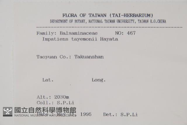 黃花鳳仙花藏品圖，第2張