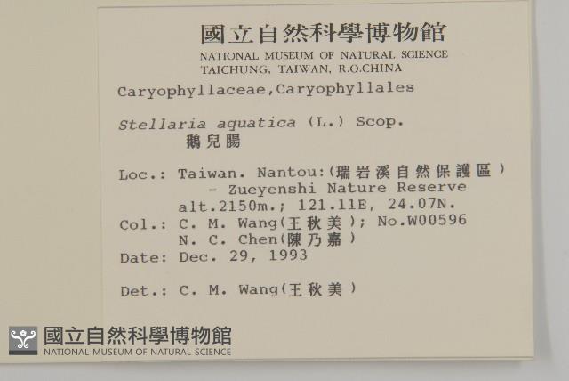 鵝兒腸藏品圖，第2張