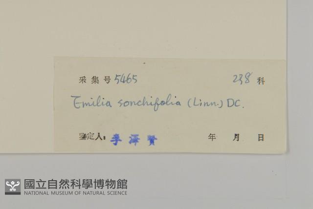 紫背草藏品圖，第3張