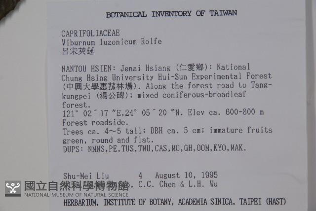 呂宋莢迷藏品圖，第2張