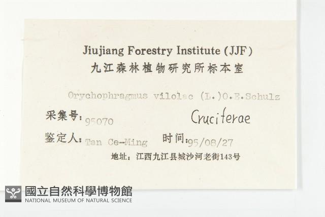 諸葛菜藏品圖，第3張