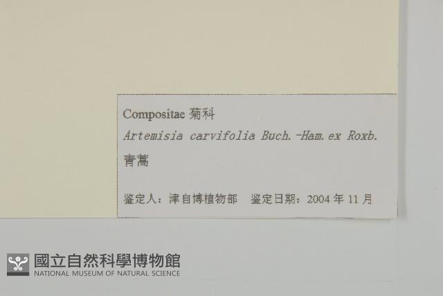 青蒿藏品圖，第3張