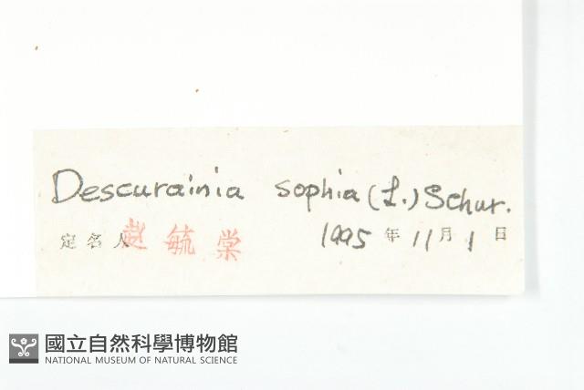 播娘蒿藏品圖，第3張