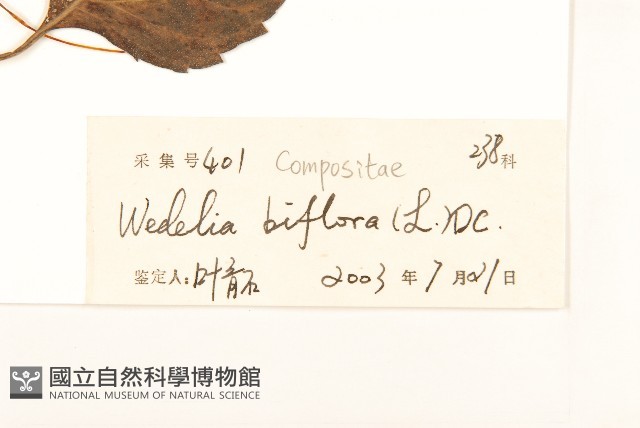 雙花蟛蜞菊藏品圖，第3張