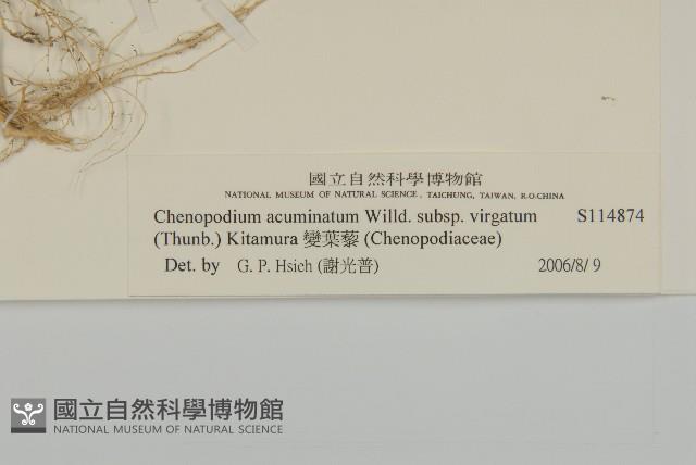 變葉藜藏品圖，第3張