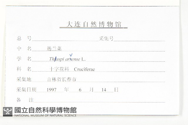 凹果菥蓂、遏藍菜藏品圖，第3張