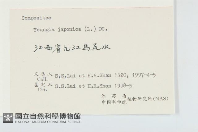 黃鵪菜藏品圖，第3張