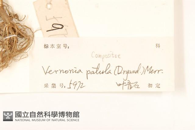 嶺南野菊藏品圖，第3張