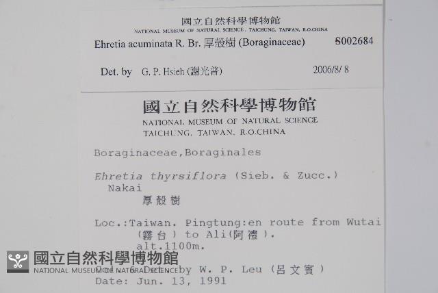 厚殼樹藏品圖，第2張