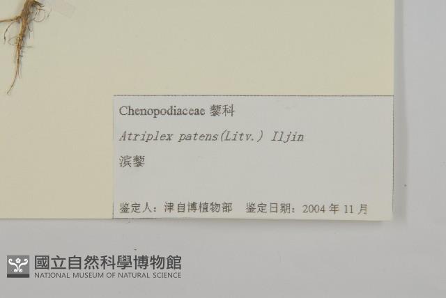 濱藜藏品圖，第3張