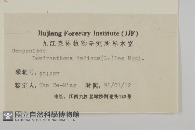 油菊、野菊藏品圖，第3張