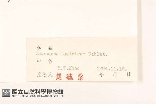 亞洲蒲公英藏品圖，第3張