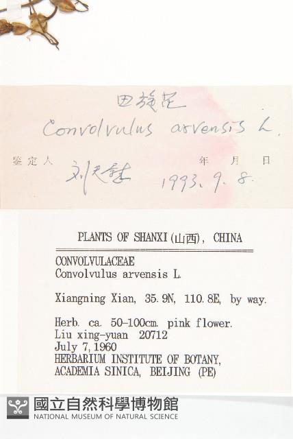 田旋花藏品圖，第3張