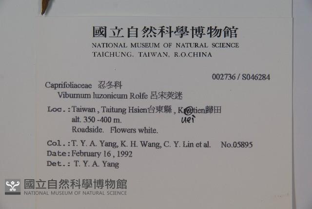 呂宋莢迷藏品圖，第2張