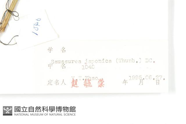 鳳毛菊藏品圖，第3張