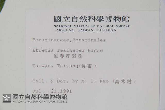 恆春厚殼樹藏品圖，第2張