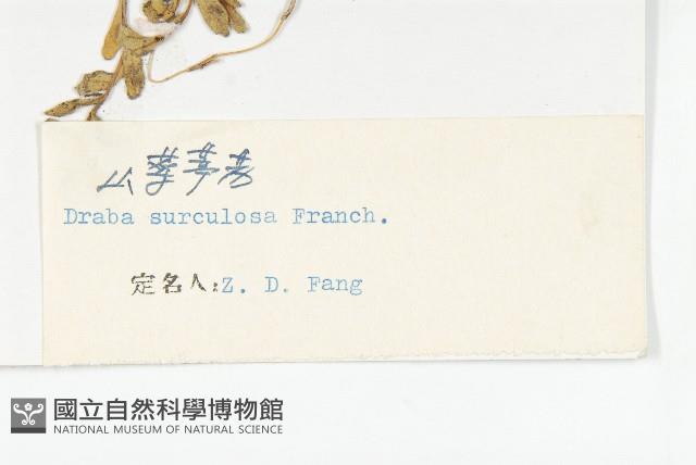 山菜葶藶藏品圖，第3張