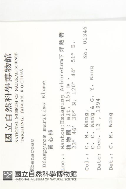 黃心柿藏品圖，第2張