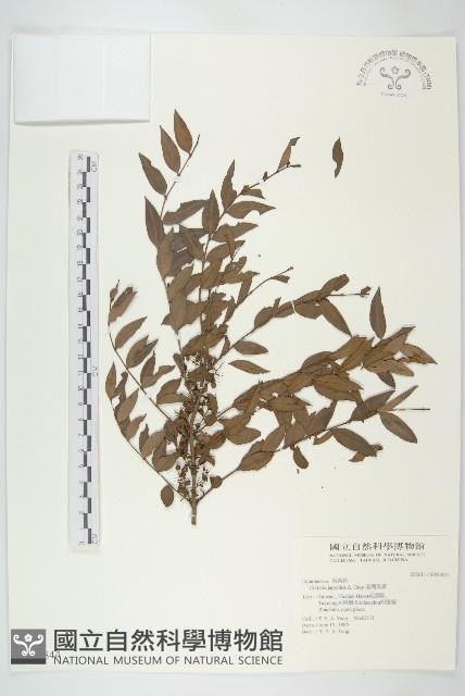 刺莧藏品圖，第6張