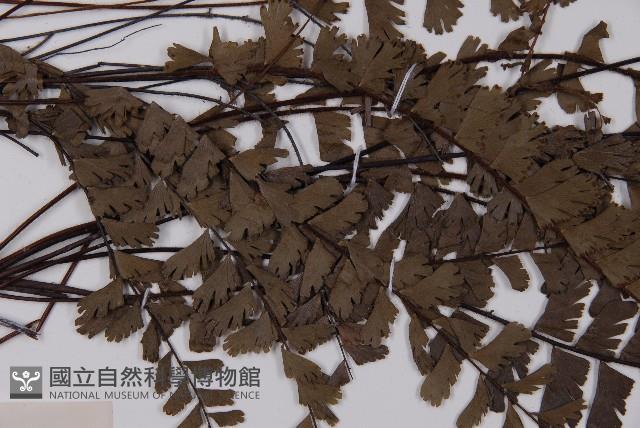 馬來鐵線蕨藏品圖，第3張