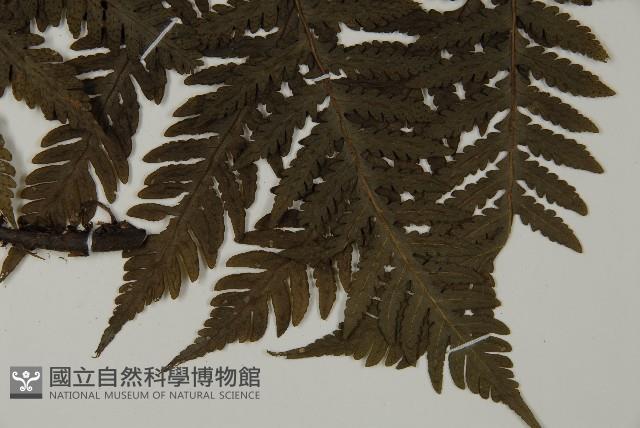薄葉擬肋毛蕨藏品圖，第3張
