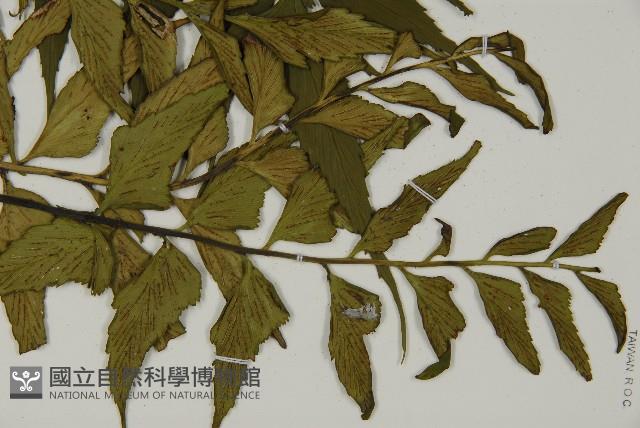 革葉鐵角蕨藏品圖，第3張