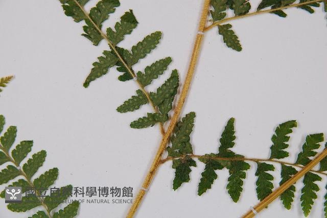 姬蕨藏品圖，第3張