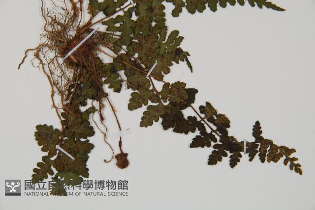 宿蹄蓋蕨藏品圖，第3張