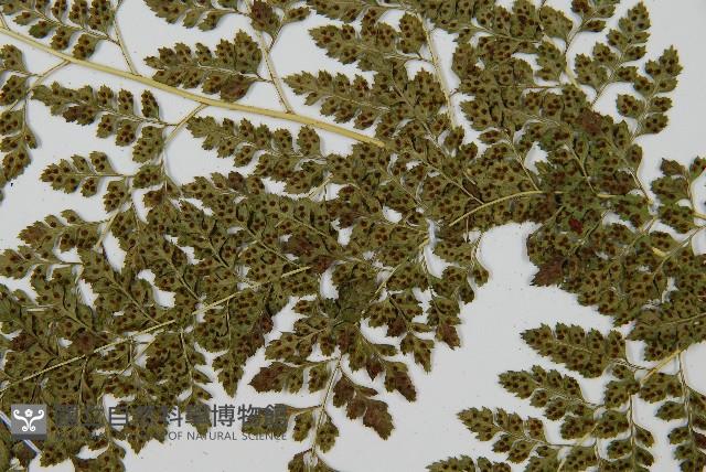 臺灣兩面複葉耳蕨藏品圖，第3張