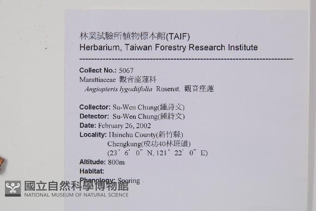 觀音座蓮藏品圖，第2張