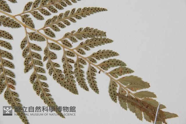 小葉複葉耳蕨藏品圖，第3張