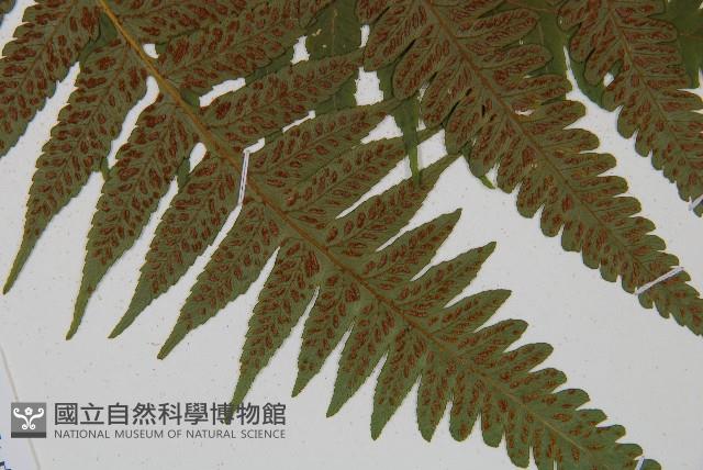臺灣雙蓋蕨藏品圖，第6張