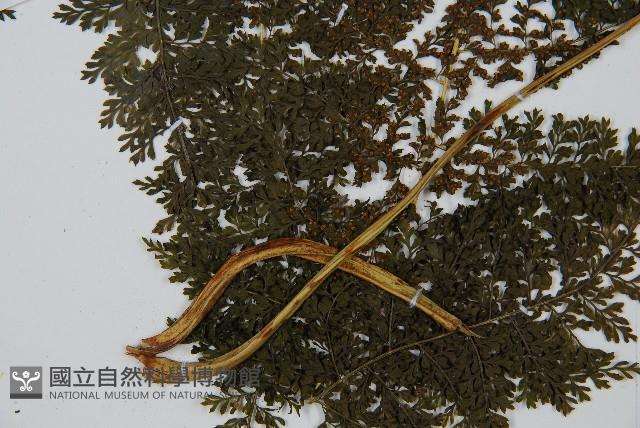 稀子蕨藏品圖，第3張