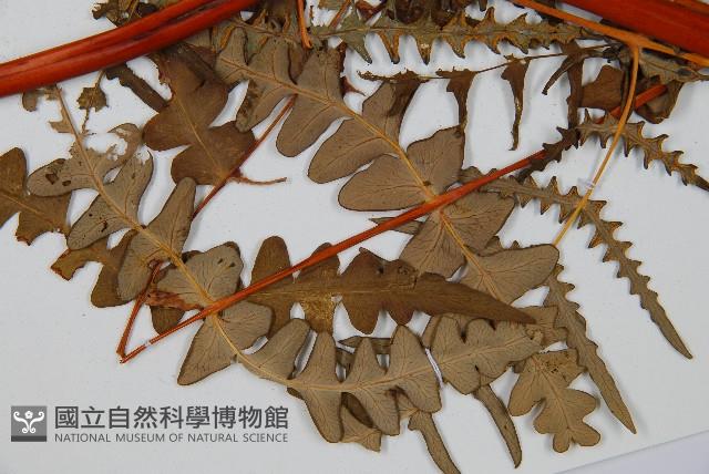 栗蕨藏品圖，第3張