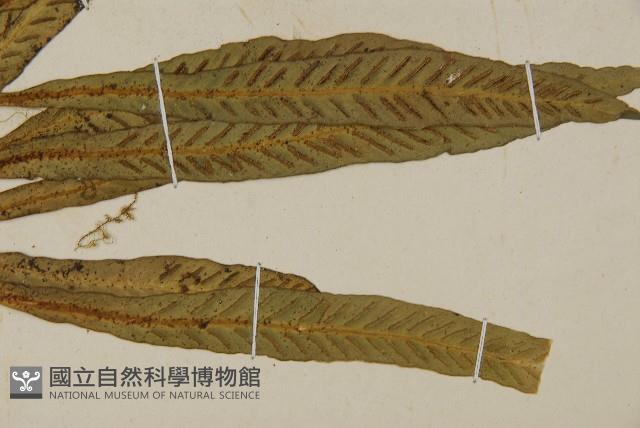 叢葉鐵角蕨藏品圖，第3張