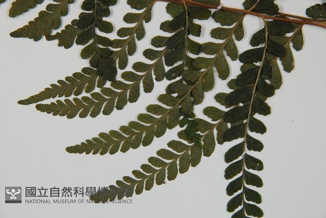 團羽鱗蓋蕨藏品圖，第3張