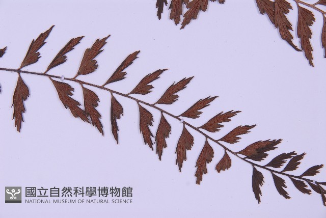 斜葉鐵角蕨藏品圖，第3張