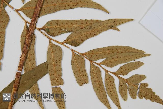 狹葉貫眾蕨藏品圖，第3張