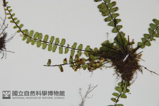 三翅鐵角蕨藏品圖，第3張