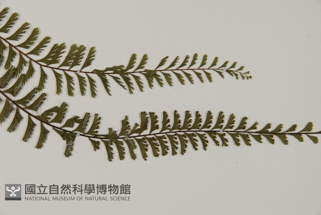鞭葉鐵線蕨藏品圖，第3張