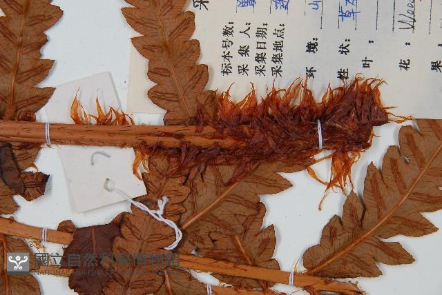 日本狗脊蕨藏品圖，第3張