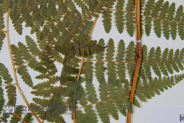 姬蕨藏品圖，第3張