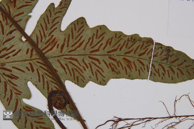 假腸蕨藏品圖，第6張