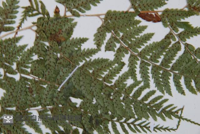 細裂蹄蓋蕨藏品圖，第3張