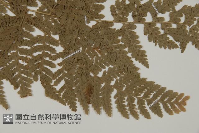 腫足蕨藏品圖，第3張