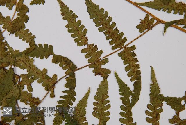 奄美雙蓋蕨藏品圖，第3張