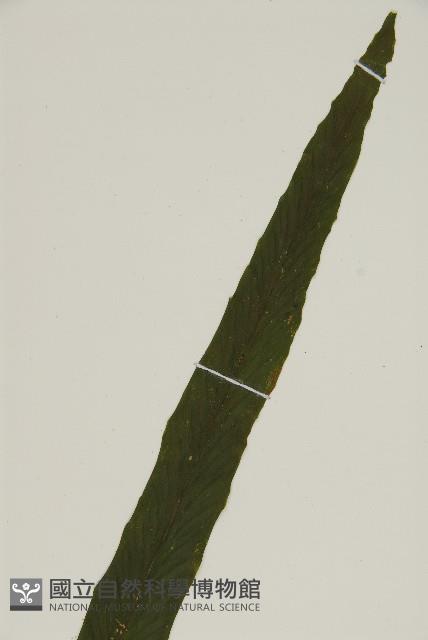 劍葉鐵角蕨、箭葉鐵角蕨藏品圖，第3張
