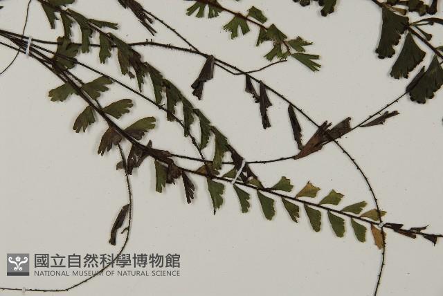 馬來鐵線蕨藏品圖，第3張